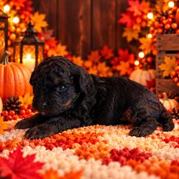Diesel - Black and tan male Cavapoo puppy in Myrtle Beach, South Carolina from Colorful-K9'S