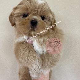 Shih Tzu Puppies from Shurbeez Shih Tzu