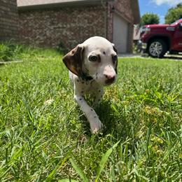 Simon - White and liver brown male Dalmatian puppy in Mount Vernon, Missouri from Spots & Spirals