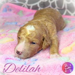 Girl 1 - Red  Poodle puppy in Scandinavian., Wisconsin from Personal Touch Standard Poodles