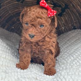 Girl 1 - Red  female Poodle puppy in Perris, California from Our Poodiful Life