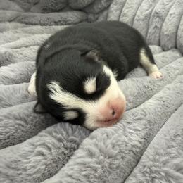 Wemby - Black and white male Pomsky puppy in Auburn, Washington from Periwinkle Pomskies