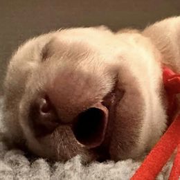 Golden Retrievers from Golden Love AZ