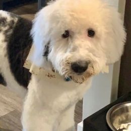 Bernedoodles, Goldendoodles, and Sheepadoodles from Doodles in PA