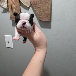 Ash - Black brindle and white male Boston Terrier puppy in Billings, Missouri from Azaleas Euro Boxers & Boston Terriers