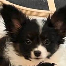 Bacon - White black and tan male Papillon puppy in Portland, Oregon from Deragon Papillons