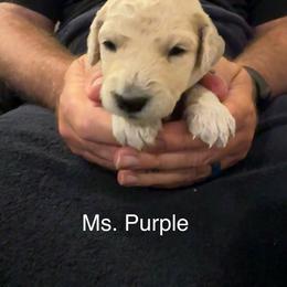 Ms. Purple - Cream female Goldendoodle puppy in Powder Springs, Georgia from Ski Family Doodles