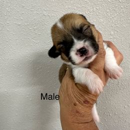 Oregano - Sable male Pembroke Welsh Corgi puppy in Hico, Texas from Chisholm Trail Kennels