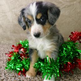 Bernedoodle and Goldendoodle Puppies from Doodles are Amazing