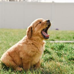Cottontail - Golden male Golden Retriever puppy in Payette, Idaho from Stonewick Retrievers