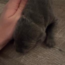 Girl 2 - Gray female Cane Corso puppy in New York from Ironside Cane Corso