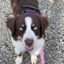 Rhythm - Australian Shepherd