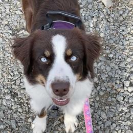 Rhythm - Australian Shepherd