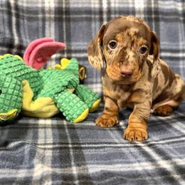 Tiny Terror - Dapple male Dachshund puppy in Madison, Wisconsin from Mahzian Miniature Dachshunds