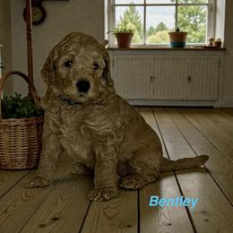 Bentley - Apricot male Goldendoodle puppy in Sanderson, Florida from Serenity Goldendoodles