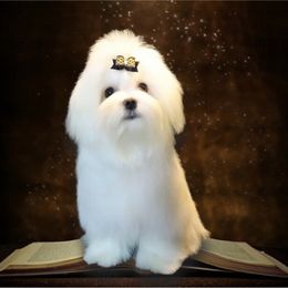 Bell - Maltese