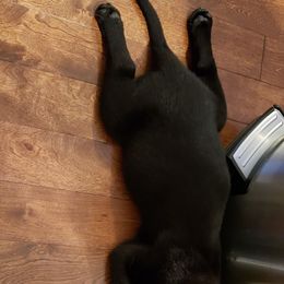 Labrador Retriever Puppies from Walnut Creek English Labs