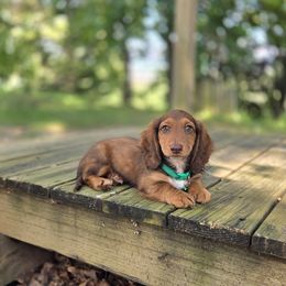AKC Meet Saturday :) - Red male Dachshund puppy in Centerville, Iowa from Barnyard Dachshunds, Dals & Doodles