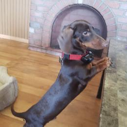 Diesel  - Dachshund