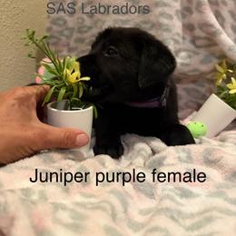Violet - Black female Labrador Retriever puppy in Wittmann, Arizona from AM Labradors