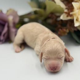 Cream Girl Pink Collar 4300 - Cream female Dachshund puppy in North Branch, Michigan from Doxie View Acres