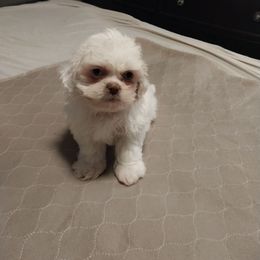 Boy 1 - White male Shih Tzu puppy in Eastanollee, Georgia from G & J Shih Tzu