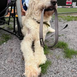 Goldendoodle All Grown Up from Stringer's Goldendoodles