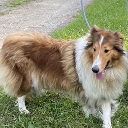 Monarch - Collie