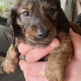 Rusty - male Dachshund puppy in Massachusetts from Honey Bee Dachshunds
