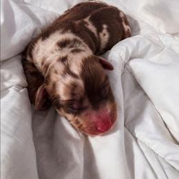 Oakley - Dapple male Dachshund puppy in Buckeye, Arizona from Duran Dachshunds