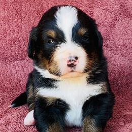Yellow Collar Female - Black rust and white female Bernese Mountain Dog puppy in Bristol, Tennessee from Holston Hollow Farm