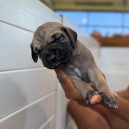 Mimosa - Fawn female Great Dane puppy in Marble Falls, Texas from Notorious Great Danes