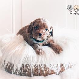 Bernedoodle and Goldendoodle Puppies from Hommel’s Mini Darling Doodles