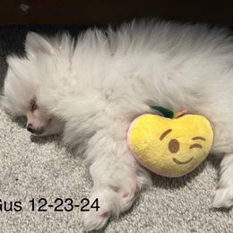 Pomeranian Puppies from Doc’s Little Poms