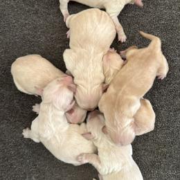 Kona Girl 1 - Golden female Golden Retriever puppy in Fort Morgan, Colorado from Golden Girls Kennels, LLC