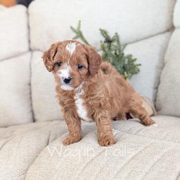 Holly - Red female Cavapoo puppy in Amboy, Indiana from Wag'in Tails