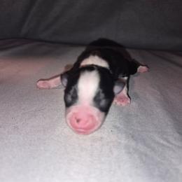 Boy 2 - Black tri male Toy Australian Shepherd puppy in Humansville, Missouri from Tater Tot aussies