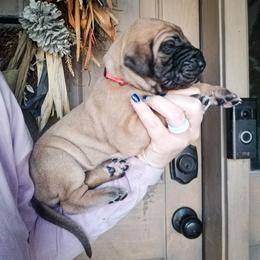 Great Dane Puppies from Pepper Mae Danes