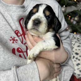Ephriam - Black white and tan male English Springer Spaniel puppy in Battle Creek, Michigan from Eden Springer Spaniels