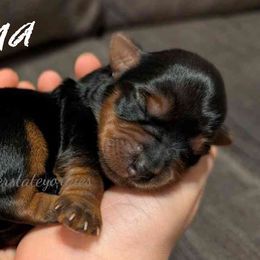 Yorkshire Terrier Puppies from Copper State Yorkies