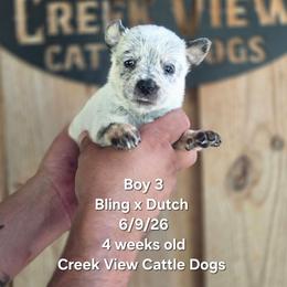 Boy 3 - Blue male Australian Cattle Dog puppy in Monroe, North Carolina from Creek View Cattle Dogs