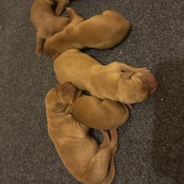 Male 3 - Yellow male Labrador Retriever puppy in Wardensville, West Virginia from Sager’s Labrador Puppies