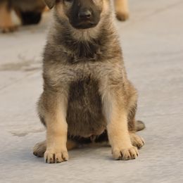 German Shepherd Puppies from Vom Haus Denfors K9