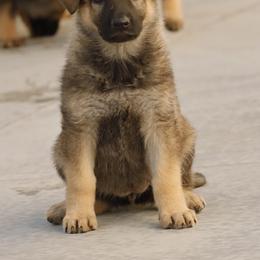 German Shepherd Puppies from Vom Haus Denfors K9