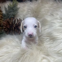 Belle - Cream female Dachshund puppy in Washburn, Tennessee from Clinch Mountain Dachshunds