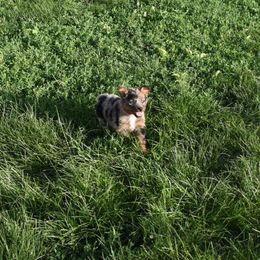 Mable - Blue merle Australian Shepherd puppy in Muscatine, Iowa from Horten K-9 Wiggles