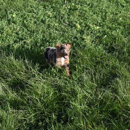 Mable - Blue merle Australian Shepherd puppy in Muscatine, Iowa from Horten K-9 Wiggles