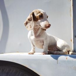 Champagne - Dachshund