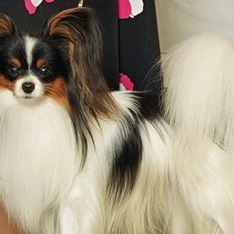 Maverick - Papillon