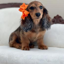Dachshund Puppies from Taylored Dachshunds